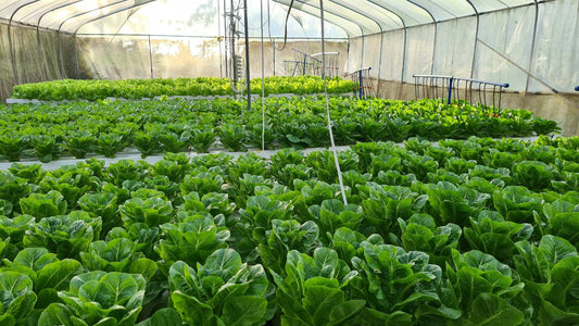 Hydroponic Farming