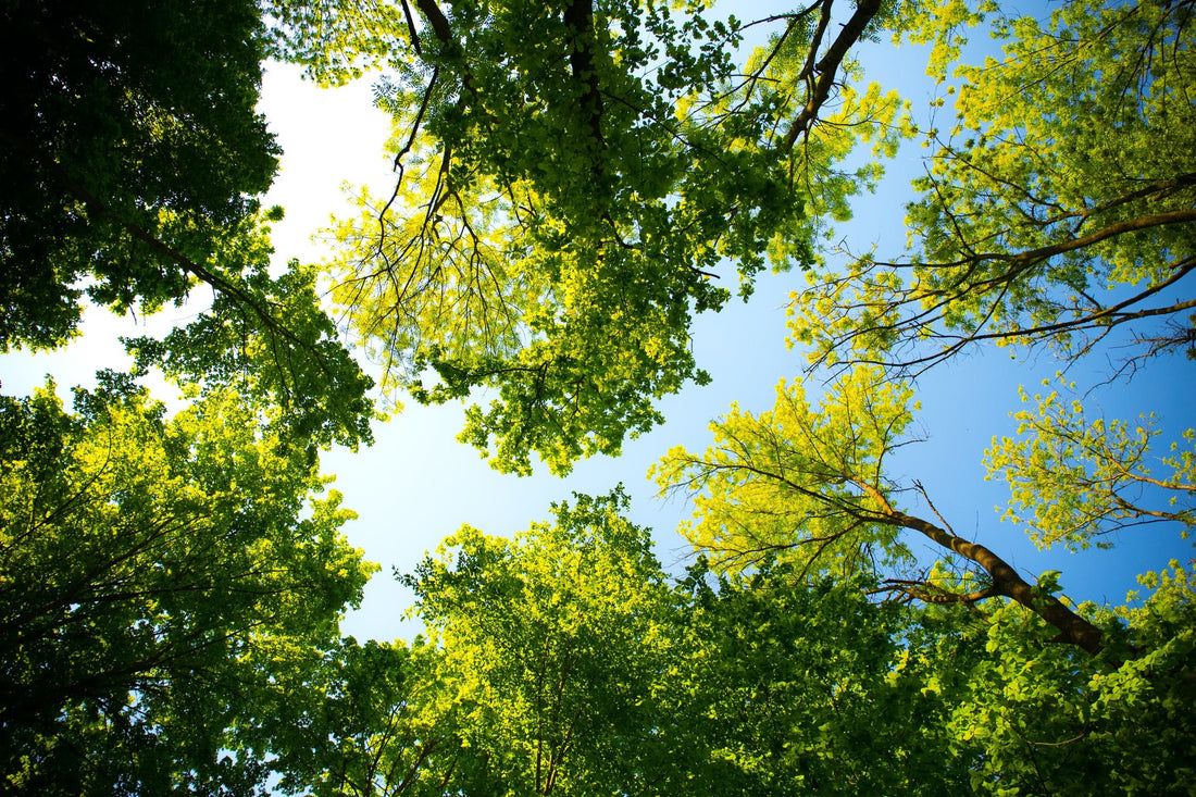 Baticuling Tree Philippine Native Trees Project – EdadesFarms